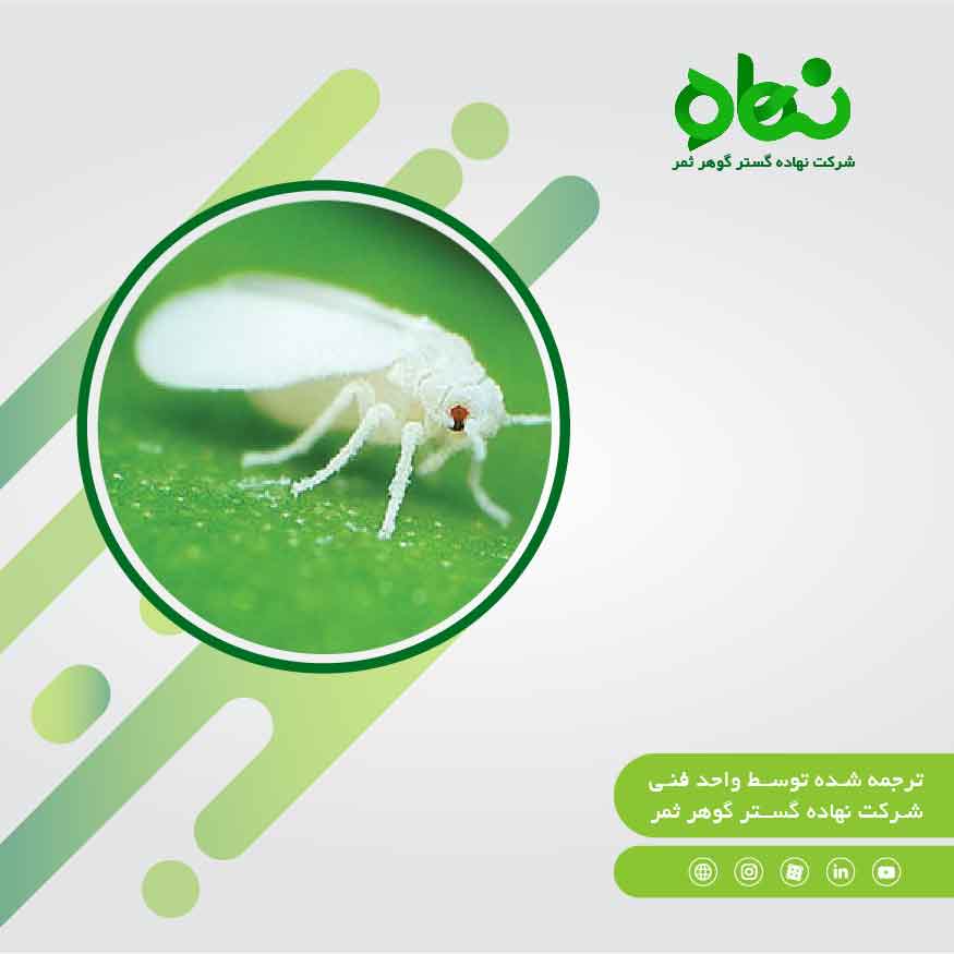 The life cycle of the White Balk Trialeurodes vaporariorum